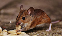 24 Hour & Emergency Exterminators in Poncha Springs, CO